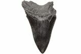 Bargain, Fossil Megalodon Tooth - South Carolina #203163-1